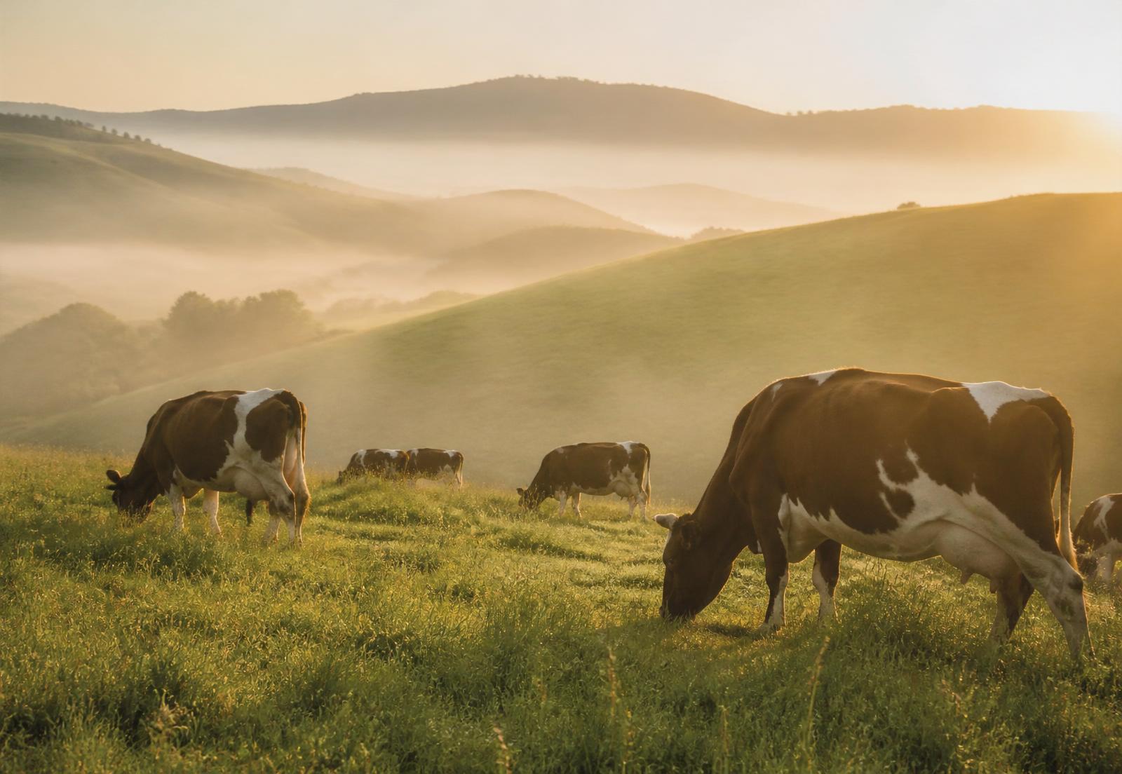 Grass-fed dairy cows on California pasture at sunrise
